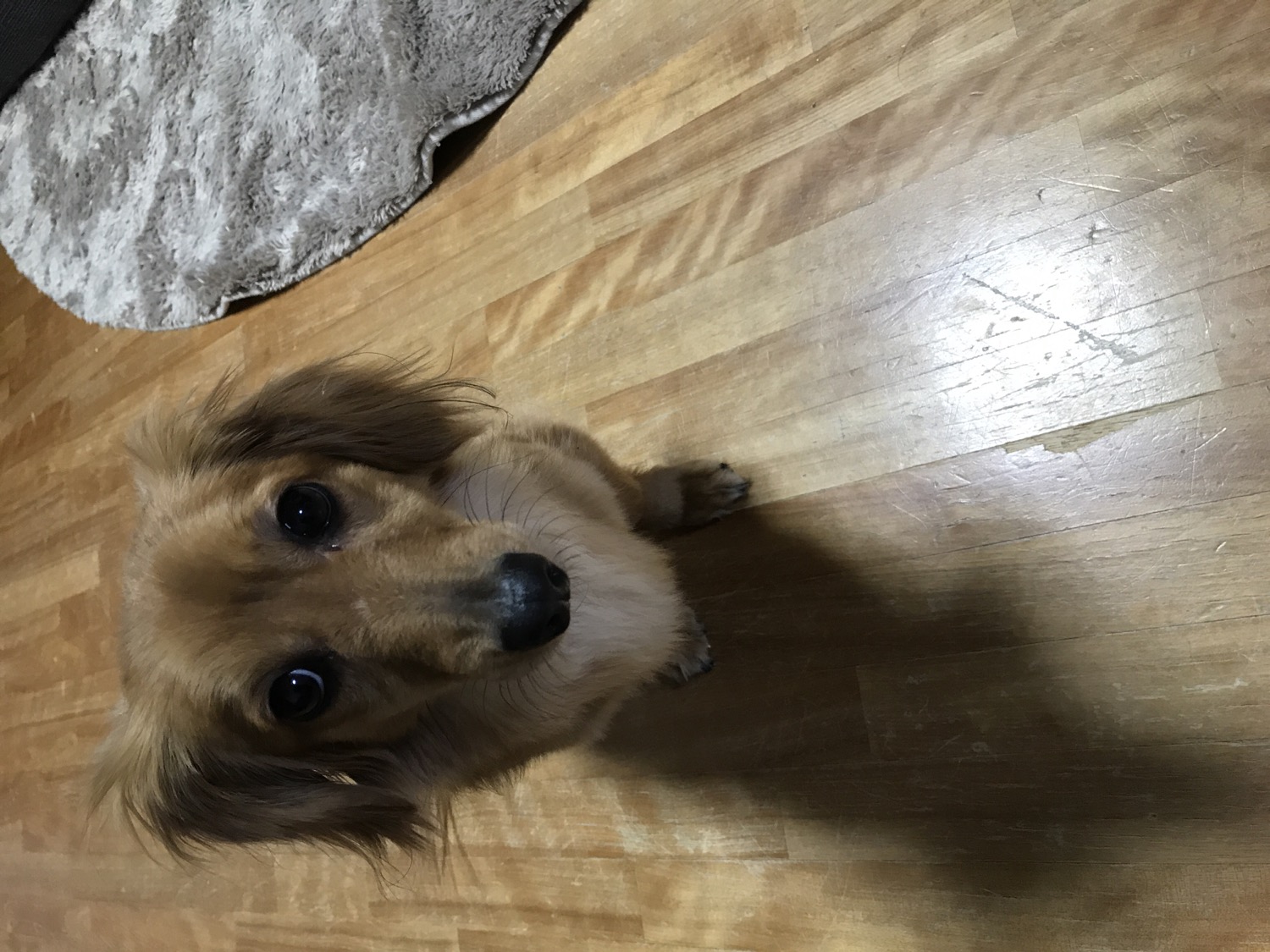 里親募集 Mix犬 3歳 里親募集 掲示板 ライナーウェブ 里親募集 Mix犬 3歳 里親募集 掲示板 ライナーウェブ