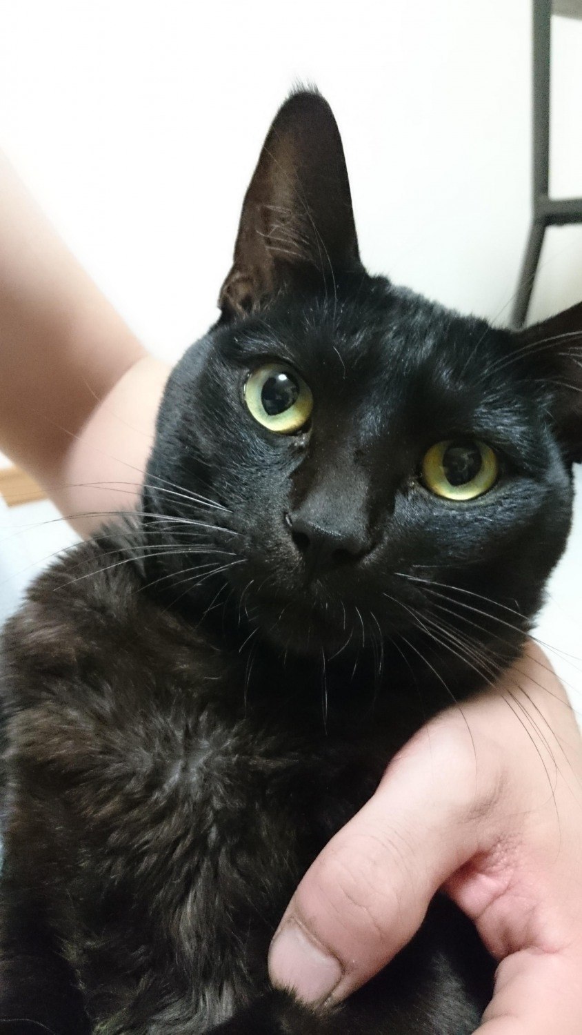 人懐っこい黒猫ちゃん 里親募集 掲示板 ライナーウェブ