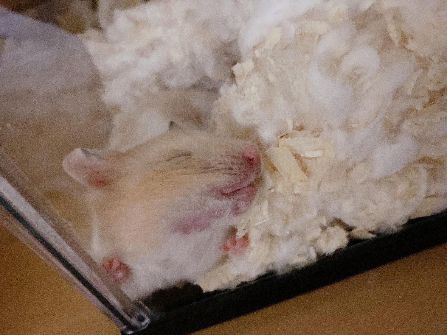 ハムスターの飼い主さん募集 里親募集 掲示板 ライナーウェブ ハムスターの飼い主さん募集 里親募集 掲示板 ライナーウェブ