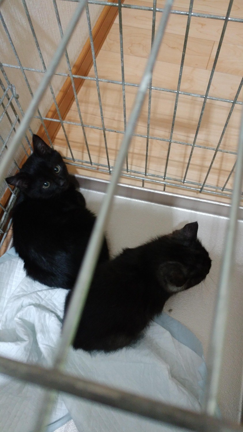 子猫の里親探し中 里親募集 掲示板 ライナーウェブ 子猫の里親探し中 里親募集 掲示板 ライナーウェブ
