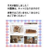 北海道の里親募集 掲示板 ライナーウェブ 北海道の里親募集 掲示板 ライナーウェブ