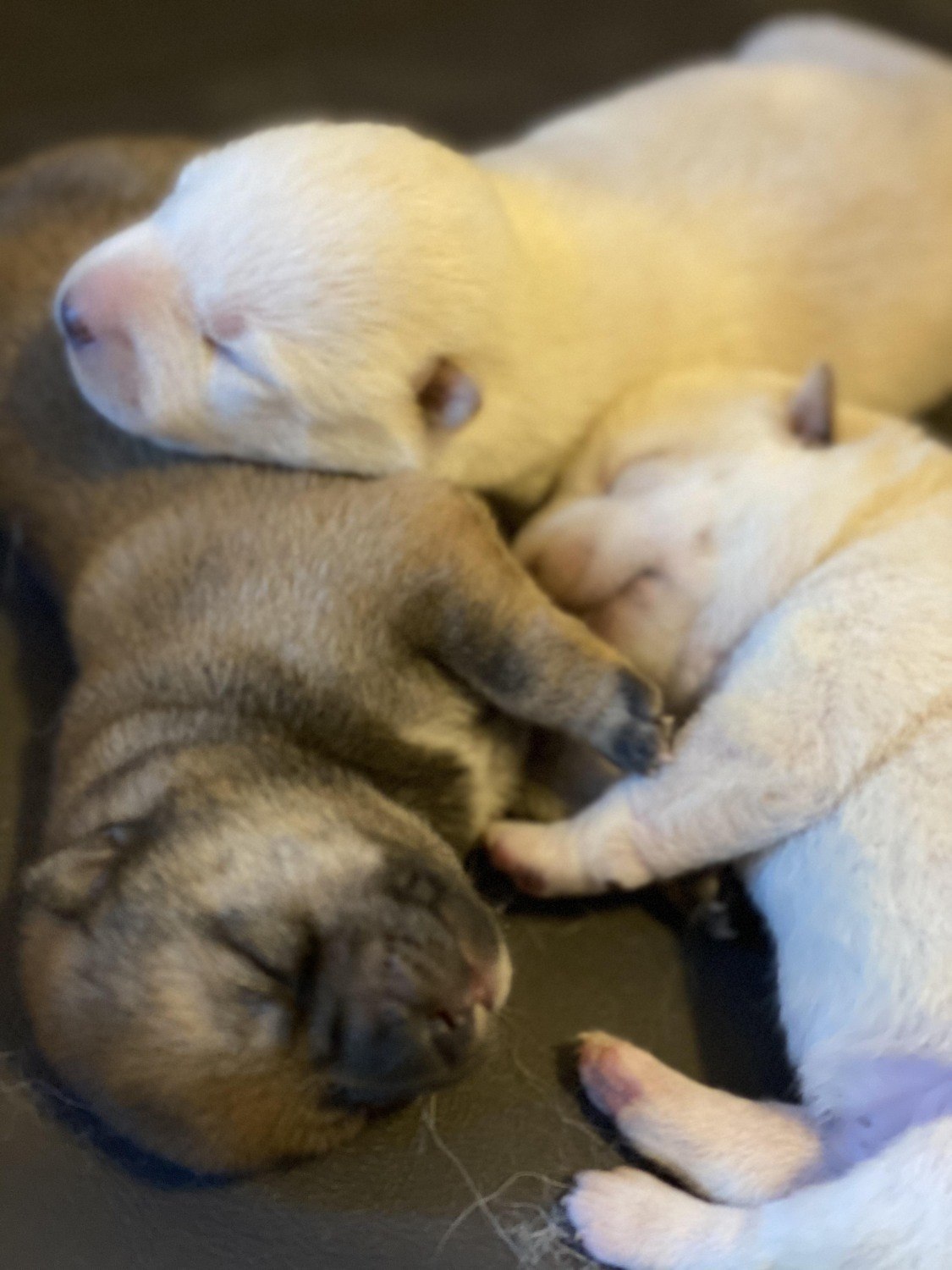 柴犬赤ちゃんのご家族様募集中 里親募集 掲示板 ライナーウェブ