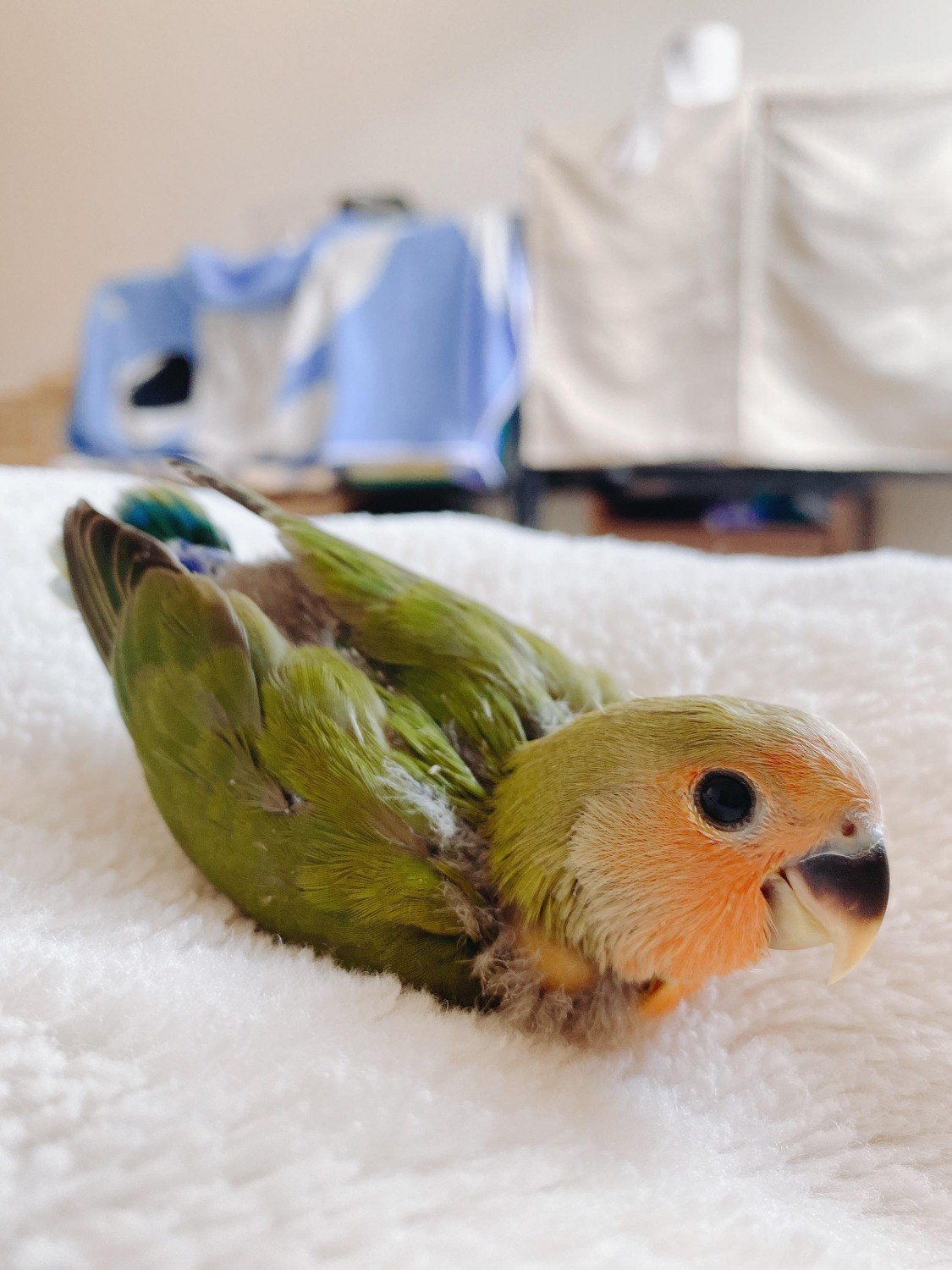 コザクラインコ雛 ノーマル 里親募集 掲示板 ライナーウェブ コザクラインコ雛 ノーマル 里親募集 掲示板 ライナーウェブ