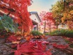 もみじ狩り写真コンテスト 作品募集中