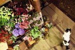 カメラとお花とおいしい時間