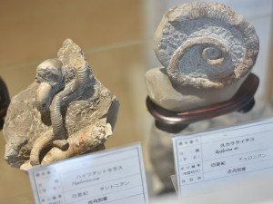 名物おじさんのコレクション　東鷹栖公民館でアンモナイト63点展示