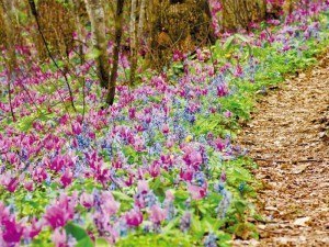 ゴールデンウィークの1週間限定 突哨山の魅力を伝える花案内人を募集