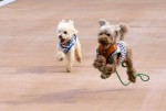 動物病院で学ぶ動物病院へ行く回数を減らす講座・ 猫と犬のデトックス 「ジェモセラピー講座」