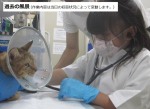 動物愛護センター体験会