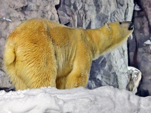 旭山動物園「雪あかりの動物園」