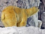 旭山動物園「雪あかりの動物園」