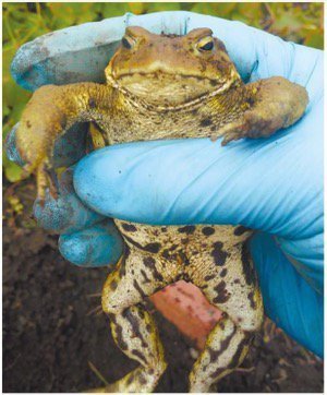 北海道にもヒキガエル?捕まえて観察してみよう!