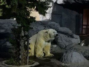 夜の動物園