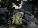 夜の動物園