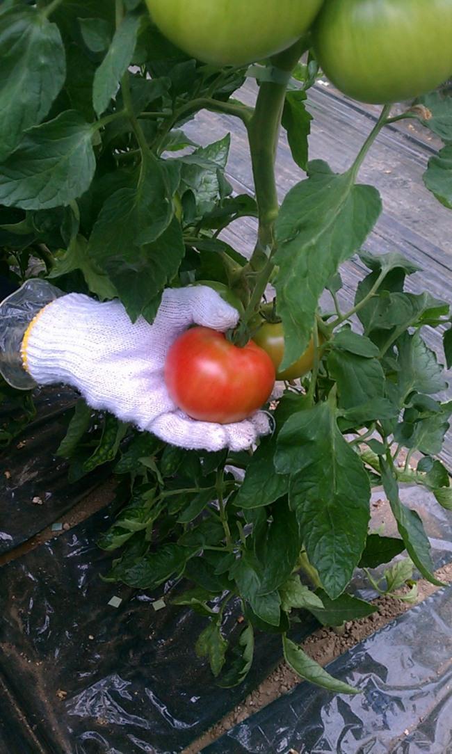 トマトのハウスは9棟あり毎朝沢山のトマトを収穫してます♪