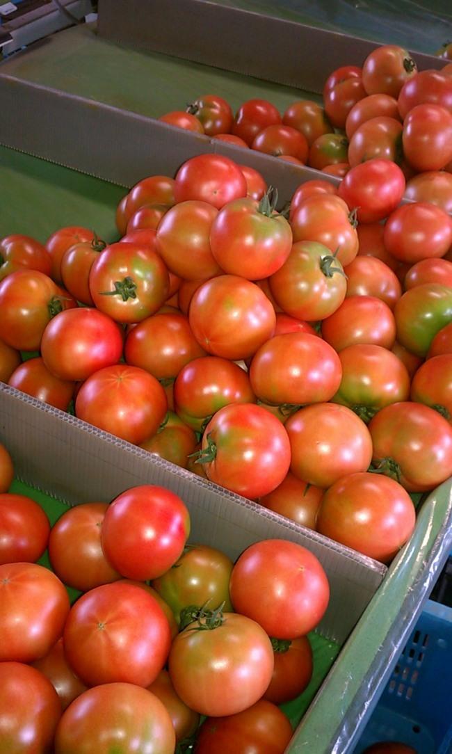 選果機でサイズごとに分けられます！少し傷などがあるトマトは直販用にまわされます！