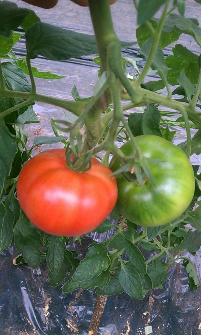 真っ赤なトマト！有機栽培ＪＡＳ認証！