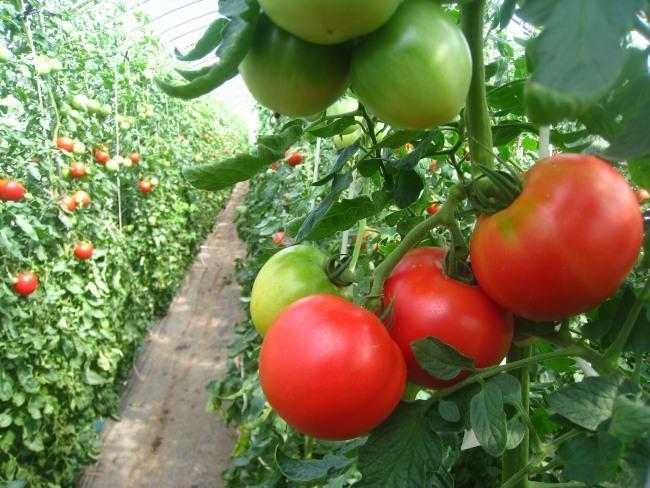 有機栽培トマトもぎとり園