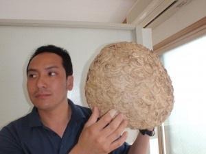 22年度　1番大きかった巣