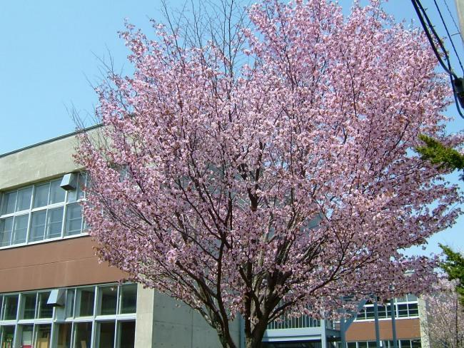 桜も咲きます