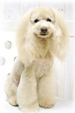 イヌとネコの家 金木犀 東光店