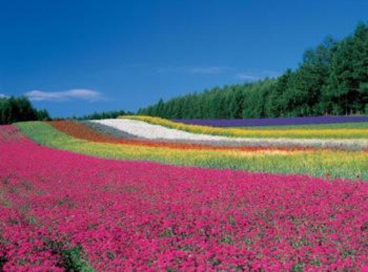 ファーム富田 - 中富良野町/体験見学・農牧場 [ライナーウェブ]