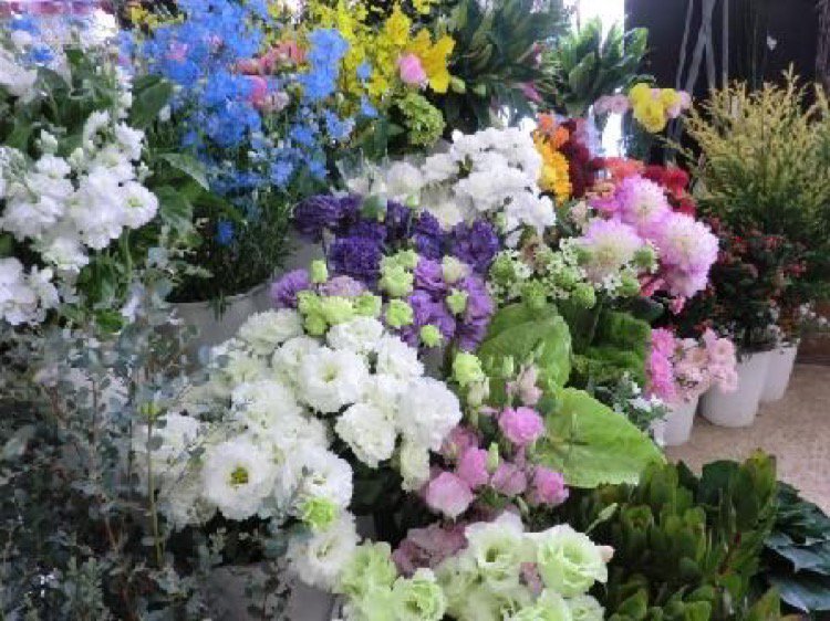 株式会社フジイ種苗園神楽店 旭川市神楽 花 園芸 ライナーウェブ