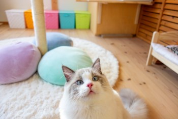 猫専用マアル