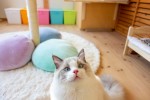 猫専用マアル