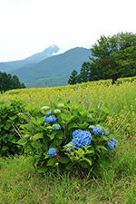 夏山からのブーケ