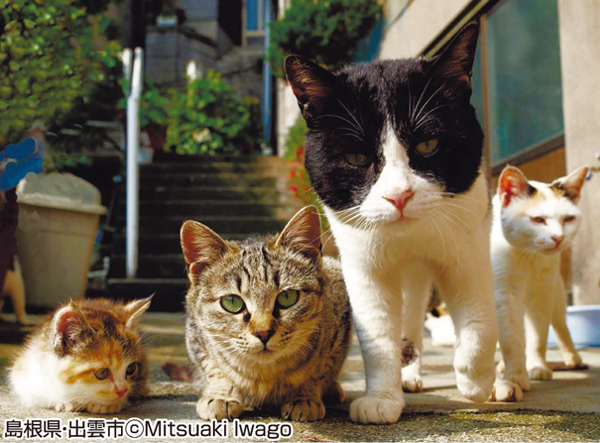 動物写真家 岩合光昭さんが 出会った猫たちの写真展 西武旭川店 旭川 道北のニュース ライナーウェブ