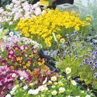 シーズンショップＥＬＦエルフ