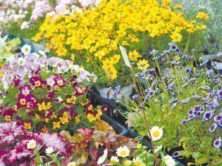 シーズンショップＥＬＦエルフ