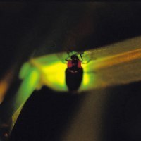 旭川市西神楽ホタルの会
公益財団法人 旭川市公園緑地協会
