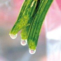 新日本酵素株式会社