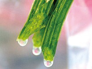 新日本酵素株式会社