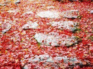 蕎麦と日本料理　おかだ紅雪庭