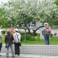 大雪山マルハナバチ市民ネットワーク・大雪と石狩の自然を守る会