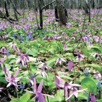 ＮＰＯ法人 もりねっと北海道