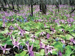 ＮＰＯ法人 もりねっと北海道