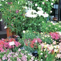 シーズンショップ エルフ