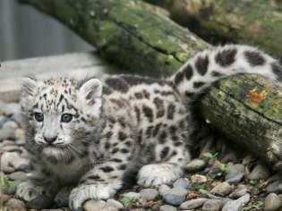 旭川市旭山動物園