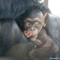 旭川市旭山動物園