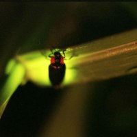旭川市西神楽ホタルの会