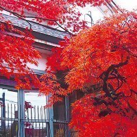 おかだ紅雪庭(こうせつてい)