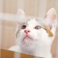 ルージュ4.5／ＮＰＯ法人手と手の森