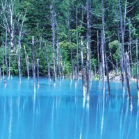 びえい白金温泉観光組合