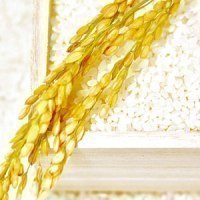 北海道米販売拡大委員会