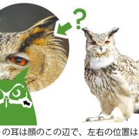 旭山動物園×ライナーネットワーク
