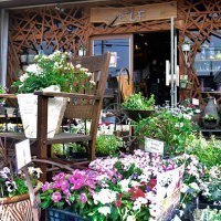 シーズンショップエルフ